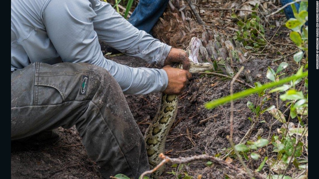 Largest Burmese Python Captured In Florida 2560