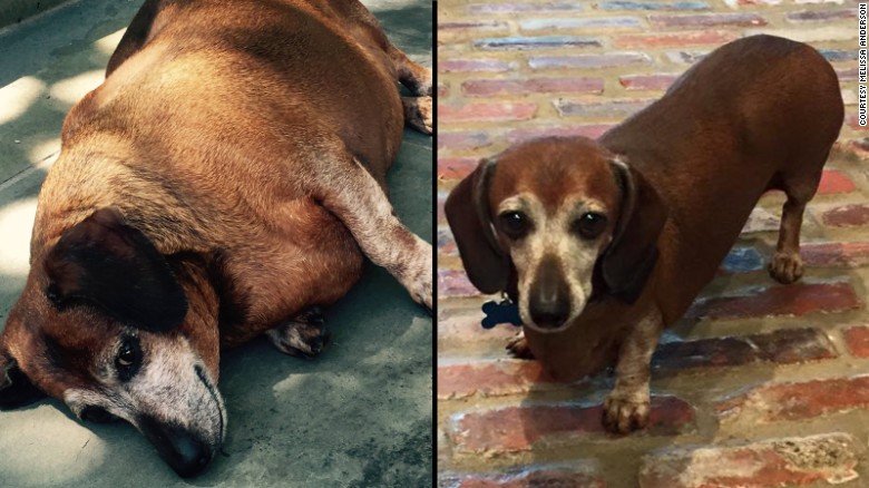 dog-severe-weight-loss-deliverytoday