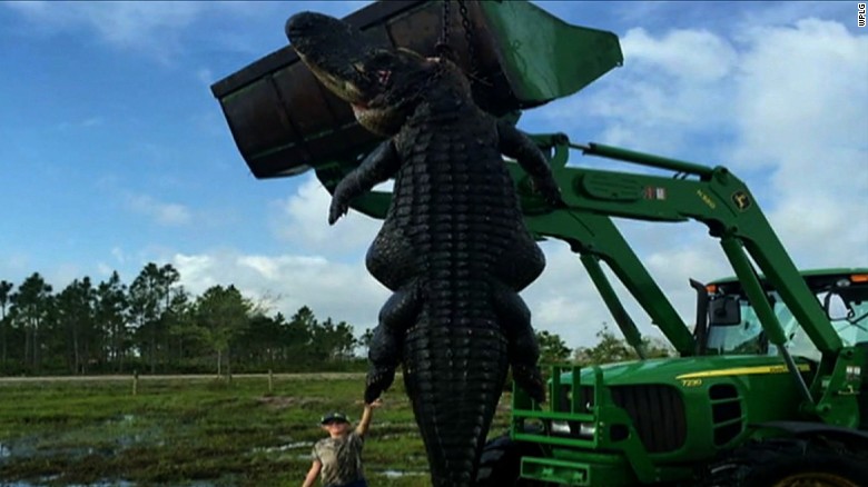 Monster 780pound gator caught in Florida  CNN