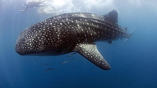 Whale sharks -- and their watchers -- gather off Djibouti in Horn of Africa