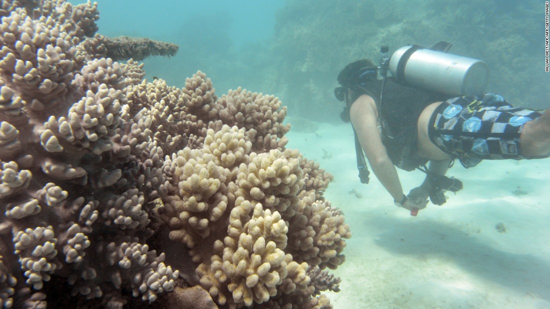 Order essay online cheap the effects of global warming on the great barrier reef