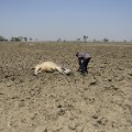 GettyImages-522830218India drought