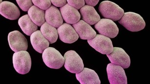 WHO: These 12 bacteria pose greatest risk to human health