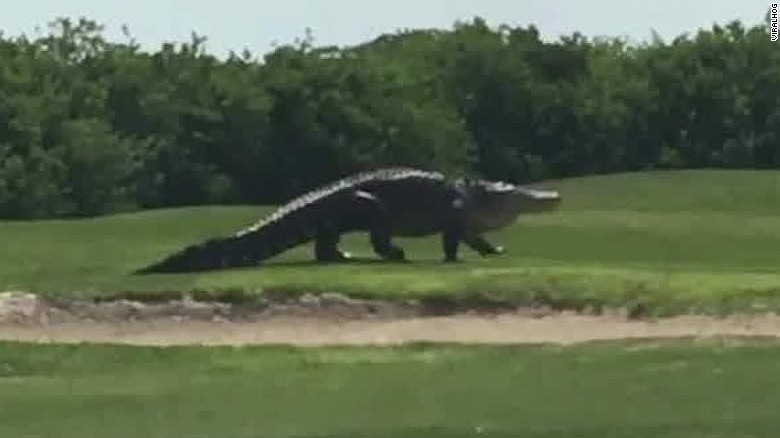 160601084456-giant-alligator-golf-course
