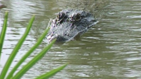 alligator disney attack deadly sparks changes cnn texas carolina south two after beer man forcing charged drink men alligators water