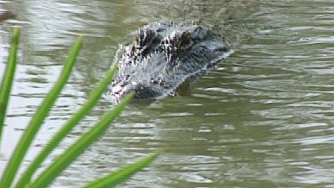 Deadly alligator attack sparks changes at Disney  CNN Video