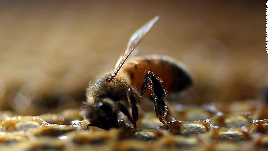 Bees are dying what can we do about it?