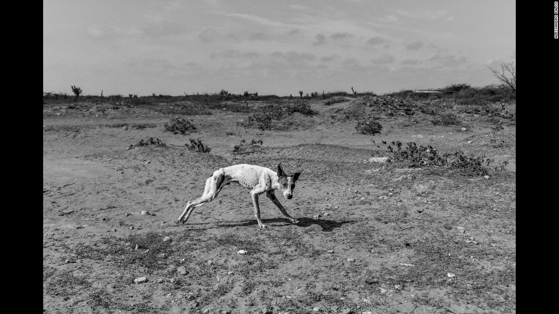 A starving dog runs in the backyard of his house. His owners say they eat only once a day because of the crisis.