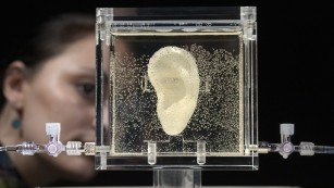  A living replica of Van Gogh&#39;s famously severed ear at a German museum in 2014.