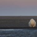 polar bear climate change