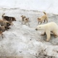 polar bear dogs restricted use