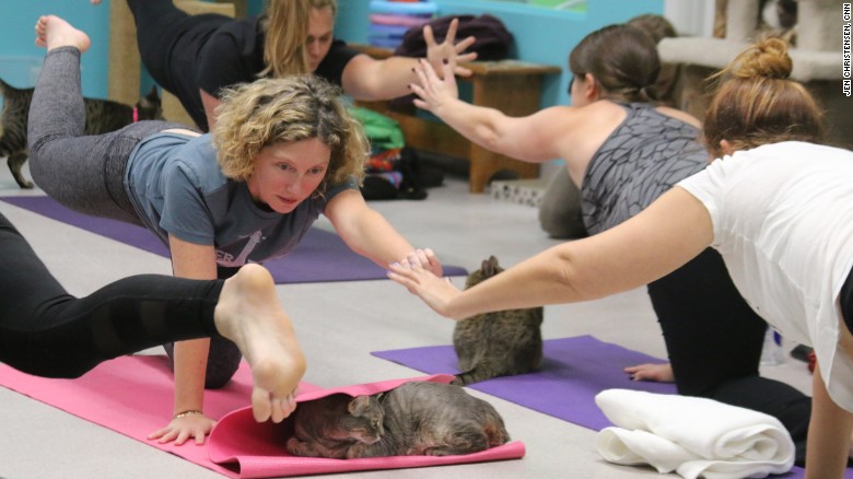 Yoga with Cats