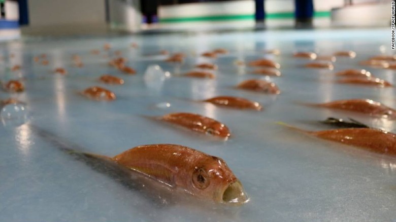 Fish frozen in skating rink spark uproar