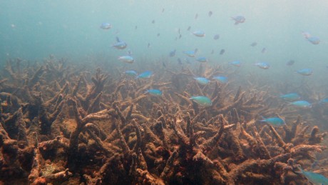 Australia&#39;s Great Barrier Reef suffers worst ever coral bleaching 