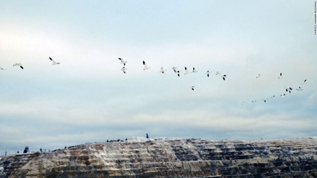 Hundreds of snow geese die in toxic pit mine