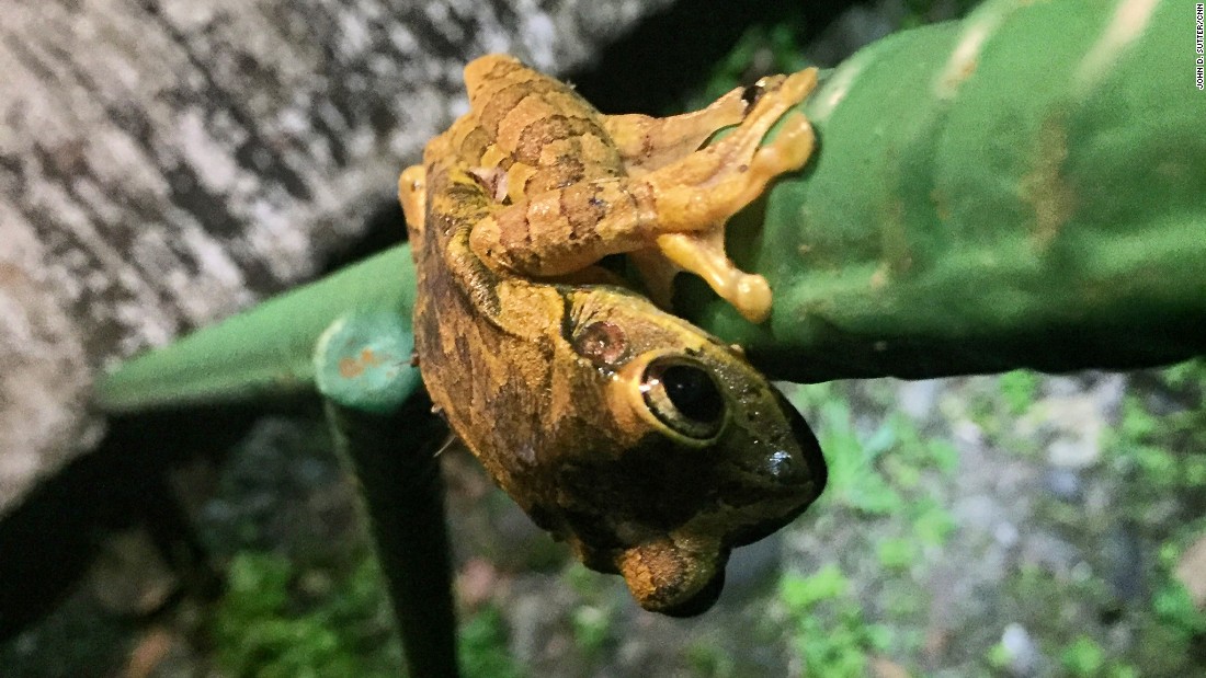 Listening For The Amphibian Apocalypse