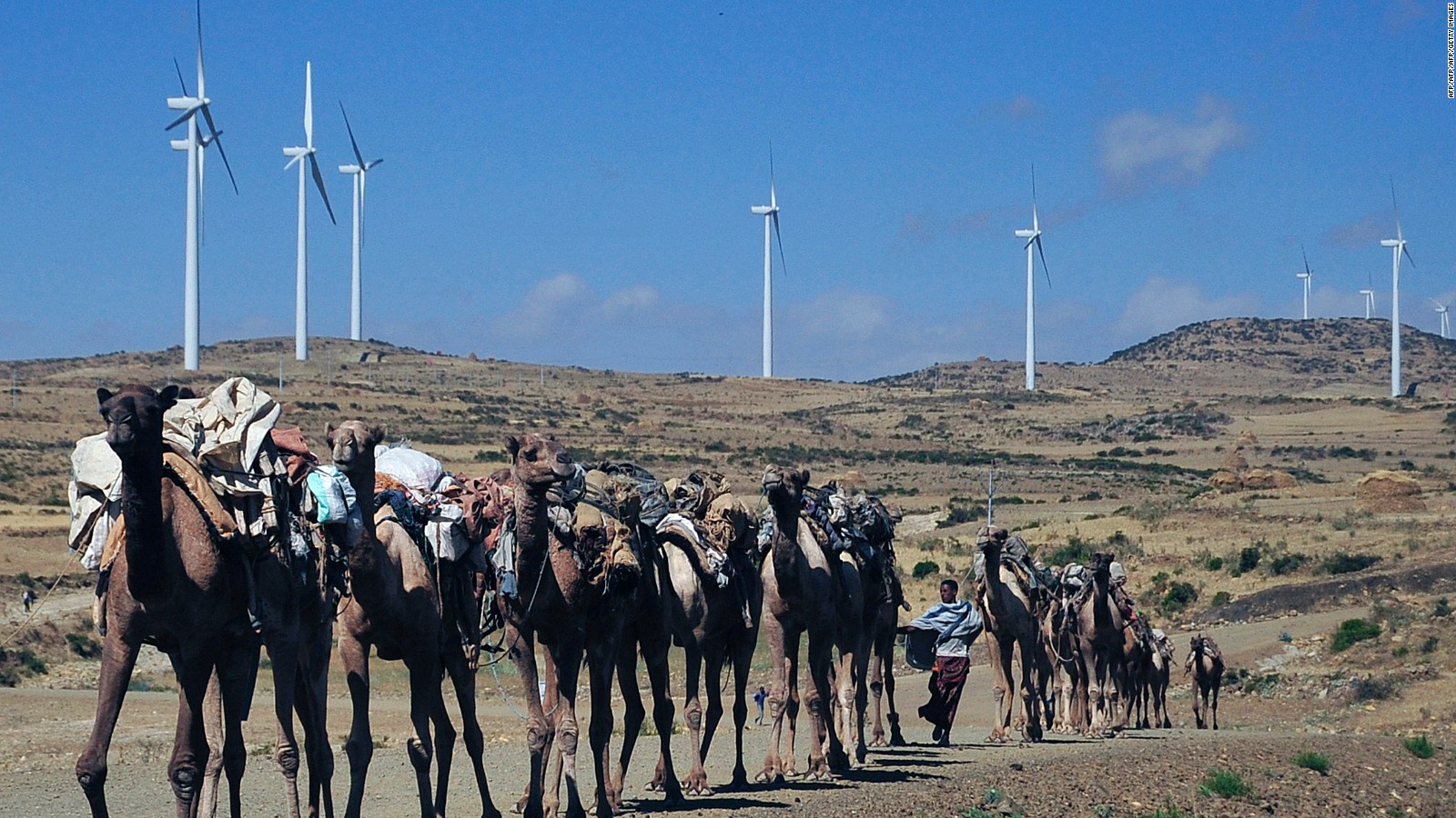 Camels walk along the road near turbines at Ashegoda wind farm in Ethiopia's northern Tigray region.
