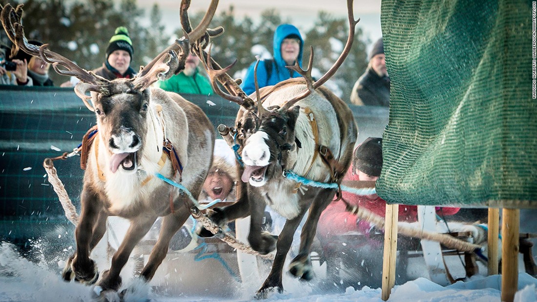 Italian photographer Raimondo Norberto Giamberduca, earned a Highly Commended in the New Talent, Eye to Eye category for this image of a reindeer race in Jokkmokk, Sweden.