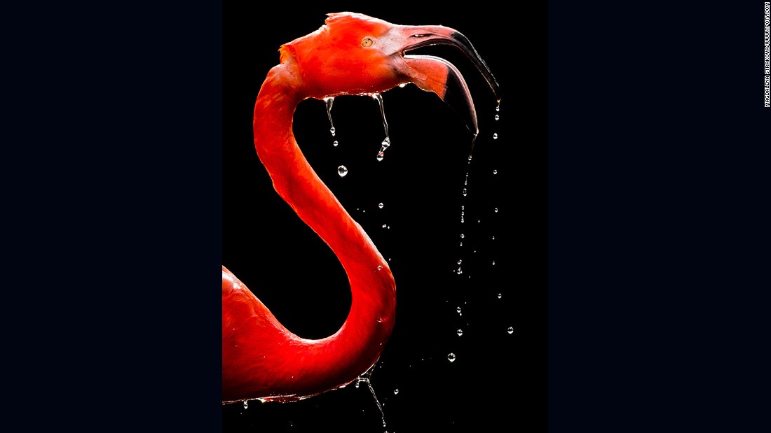 An early morning visit to Prague Zoo in January, when few people were around, gave Czech photographer Magdaléna Straková this image of a flamingo. It earned a special mention in the Wildlife & Nature category.