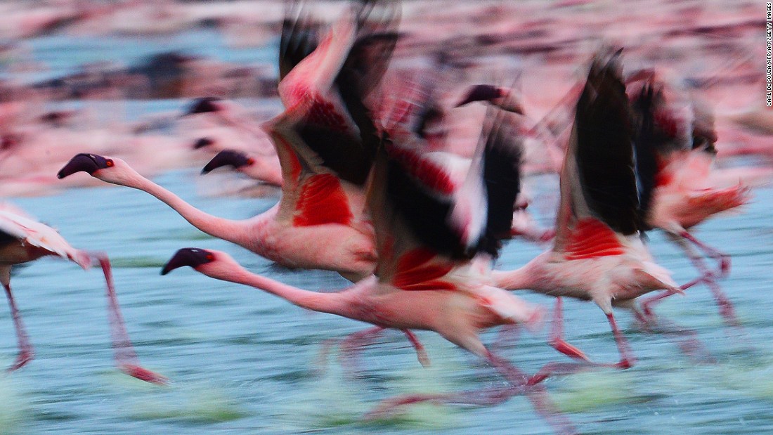 lesser flamingos on lake natron in tanzania