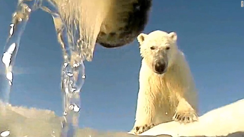 Polar bears will struggle to survive if climate change continues, says report 