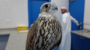 In the UAE, falcons are symbols of national pride.