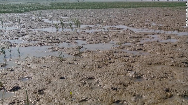 Thengar Char, pictured here in January 2015, is a new marshy island which rose around eight years ago in Bay of Bengal near Hatiya island.