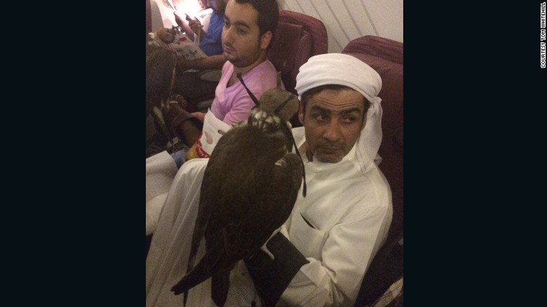 Qatar, Etihad, Emirates and Royal Jordanian Airlines allow falcons in their cabin area.