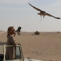 Falconry-getty-2