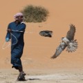 Falconry-getty-8