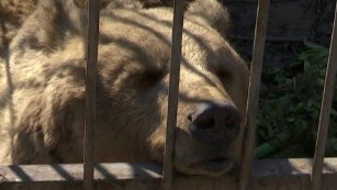 These zoo animals survived ISIS