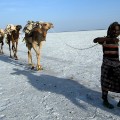 ethiopia travel camel danakil