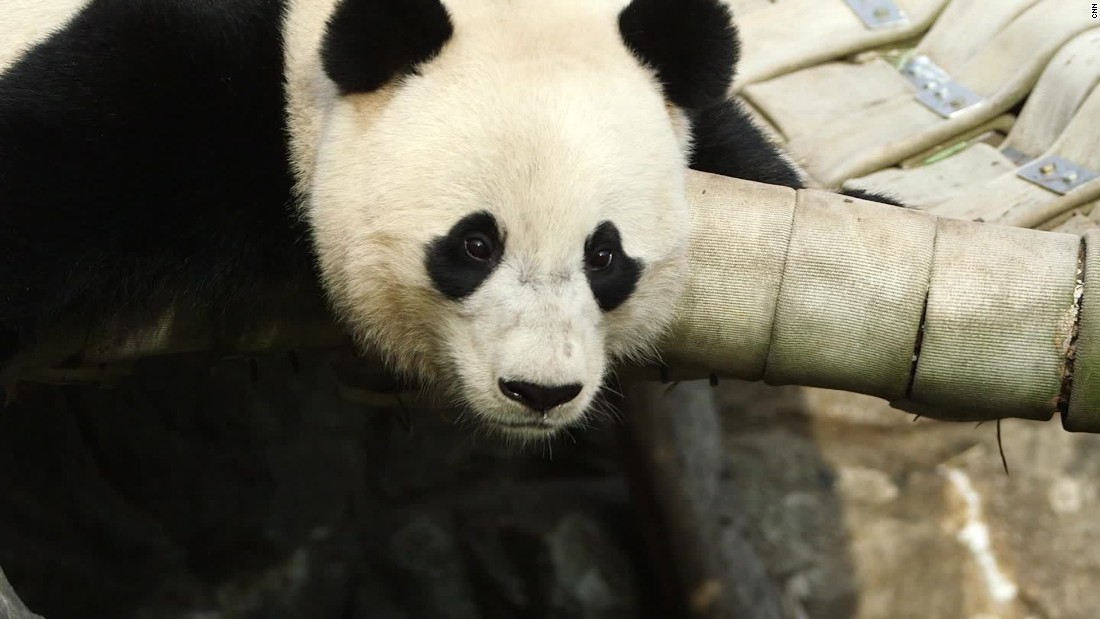 Bao Bao the panda goes back to China