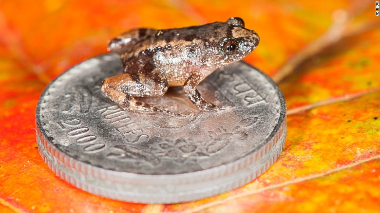 The Thumbelinas of the frog world took five years to discover. This is the Robinmoore&#39;s Night Frog (Nyctibatrachus robinmoorei) sittingon an Indian five rupee coin.