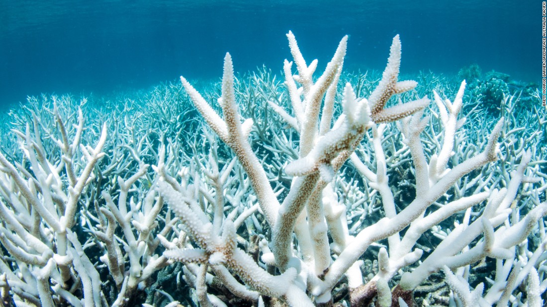 Scientists 'shocked' after second coral bleaching at Great Barrier Reef