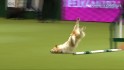 Tumbling Jack Russell wins hearts in dog show