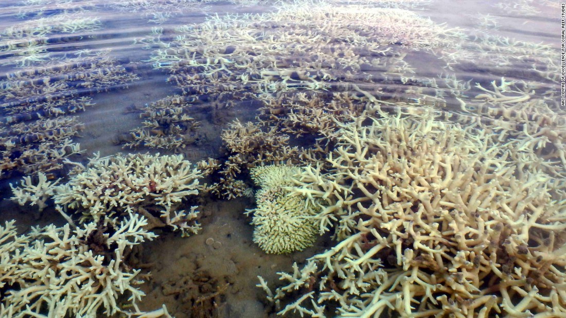 Australia: Great Barrier Reef Suffering 'unprecedented' Damage - CNN