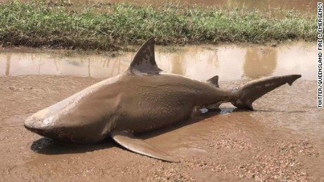 A dead bull shark found washed up in Ayr, Queensland, on March 30, following flooding caused by an intense weather system.