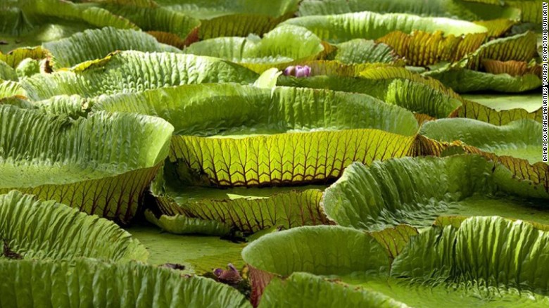 SSR Botanical Gardens: Lovely lily pads.