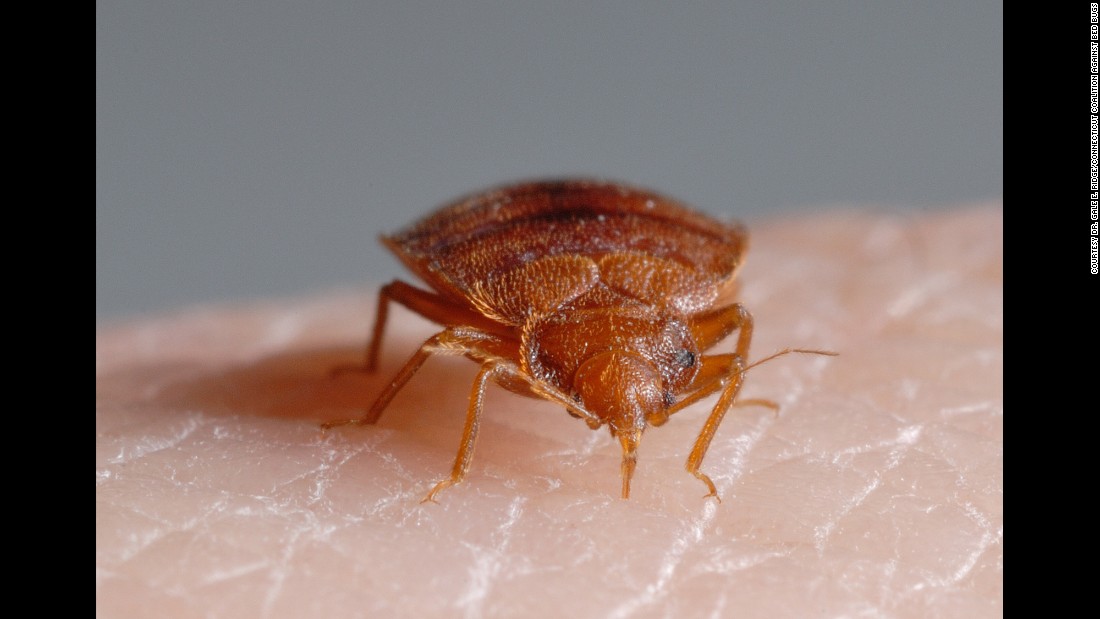 why do bed bugs eat blood