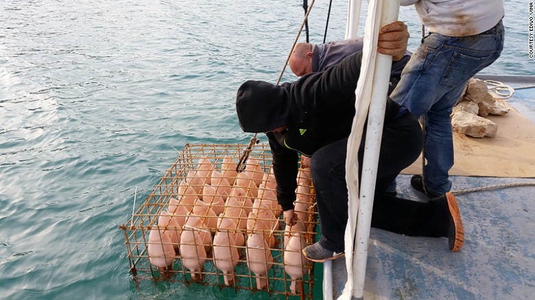 <strong> Edivo Vina Winery, Croatia: </strong>The newly opened Edivo Viva winery is located underwater, off the coast of Drače on the Pelješac Peninsula.