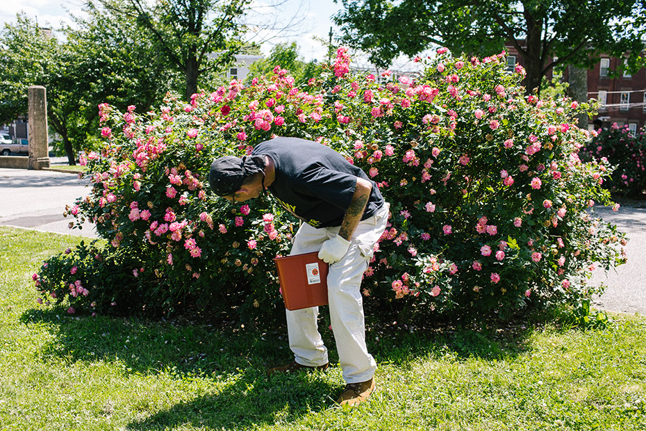 Teddy Hackett, a volunteer at McPherson Square Library, checks a rose bush for discarded drug needles.