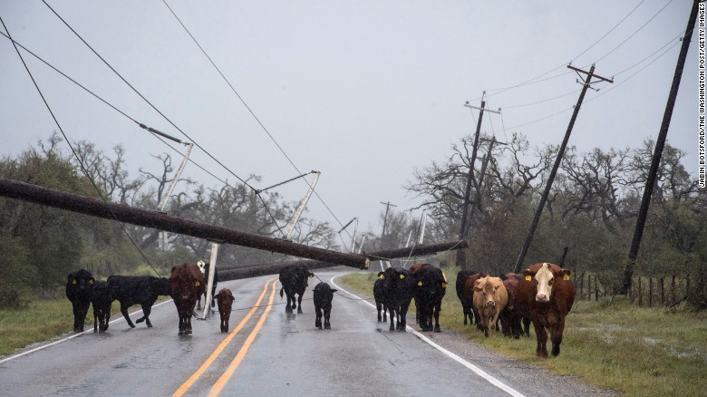 Cows make their way through fallen power lines along the road near City-By-The Sea, Texas, as Hurricane Harvey hits the coast on August 26.