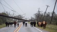 Cows walk near fallen power lines near City-by-the Sea, Texas, on August 26.