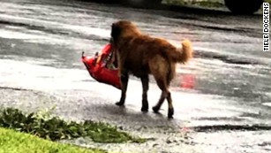 Photo of dog carrying bag of food goes viral