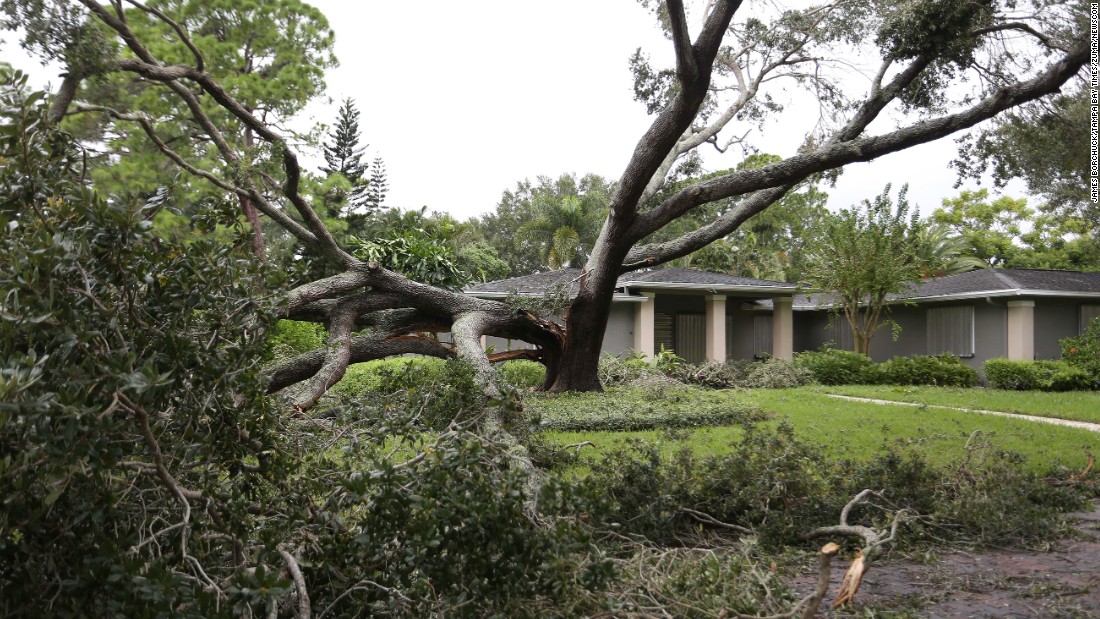 A split oak tree sits in a yard after Hurricane Irma passed through Tampa, Florida.