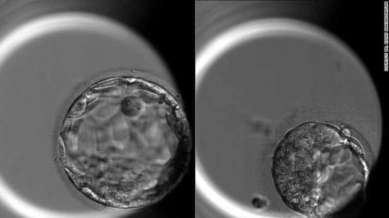 The embryo on the fifth day of development, right, and an edited embryo without the OCT4 gene on the fifth day of development.