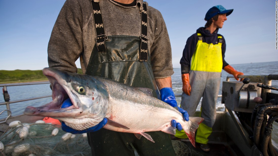 Driftnet fishing for sockeye salmon along the Nushagak River.