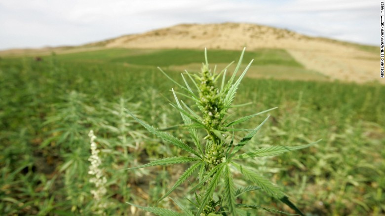 Cannabis plantations in the northern Moroccan Larache region.