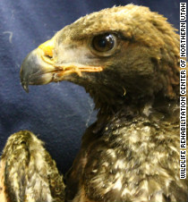 Survival of injured baby golden eagle in Utah wildfire called 'amazing ...